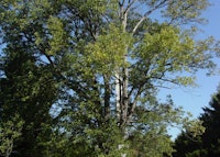 Blue Ash planted cicra 1970
