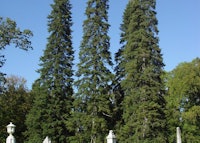 Cilicician fir 
