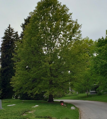 Nuttall Oak (Quercus texana)