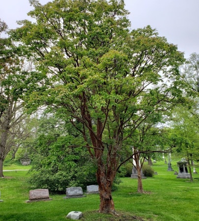 Paperbark Maple (Acer griseum)