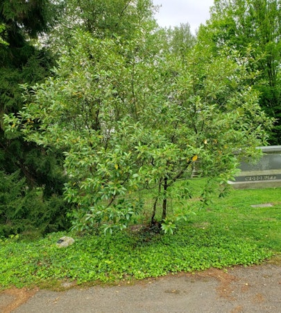 Devilwood, Wild-olive (Osmanthus americanus)