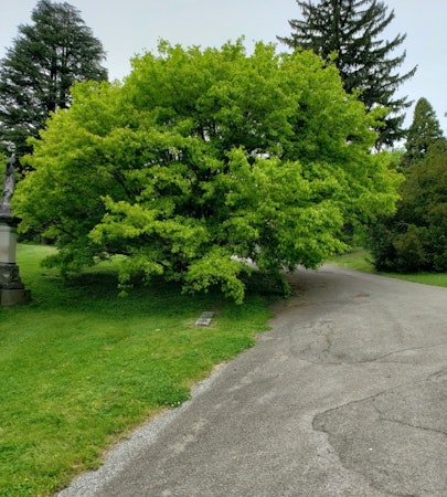 Ivy-leaf Maple (Acer cissifolium)