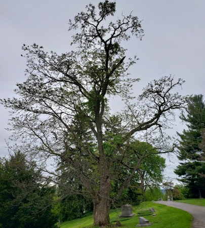 Amur Corktree (Phellodendron amurense)