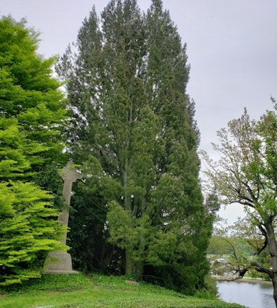 Lacebark Pine (Pinus bungeana)
