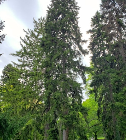 Oriental Spruce (Picea orientalis)