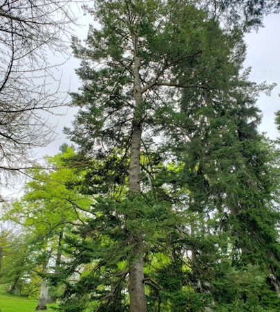 Korean Fir (Abies Koreana)