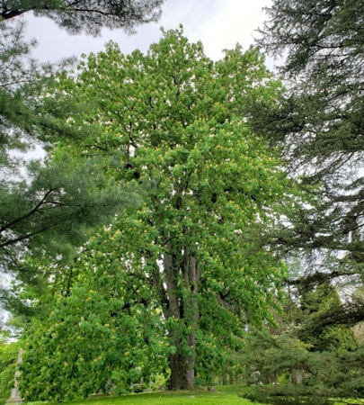 Yellow Buckeye (Aesculus flava)