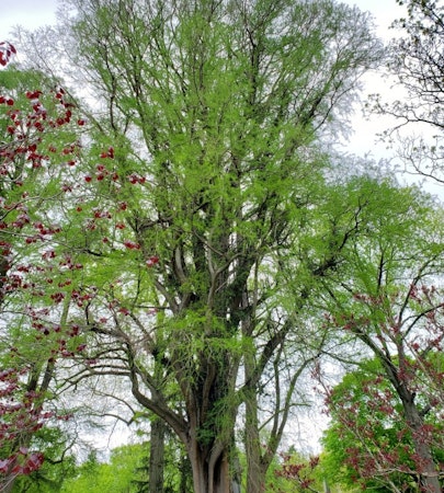 Baldcypress (Taxodium distichum)
