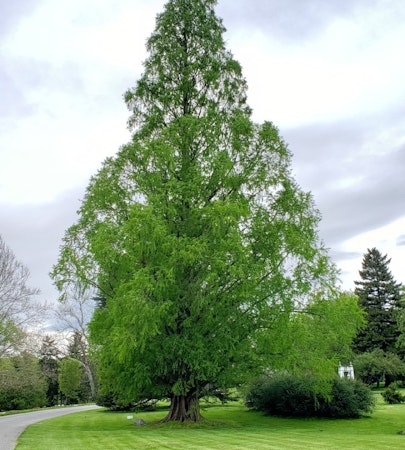 Dawn Redwood (Metasequoia glyptostroboides)
