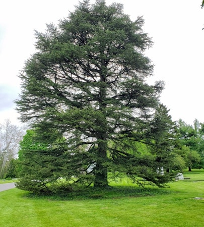 Cedar of Lebanon (Cedrus libani)