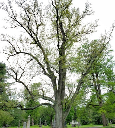 Turkey Oak (Quercus cerris)