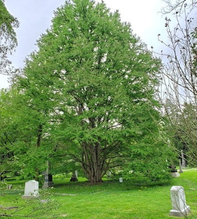 Katsuratree (Cercidiphyllum japonicum)