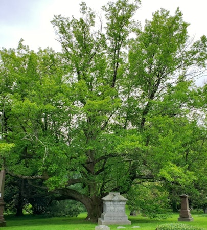 Hardy Rubber Tree (Eucommia ulmoides)