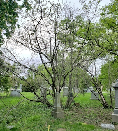 American Fringetree (Chionanthus virgincus)