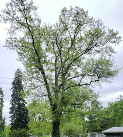 Water Oak (Quercus nigra)