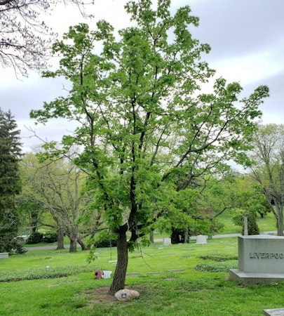 Castor-aralia (Kalopanax pictus aka K. septemlobus)