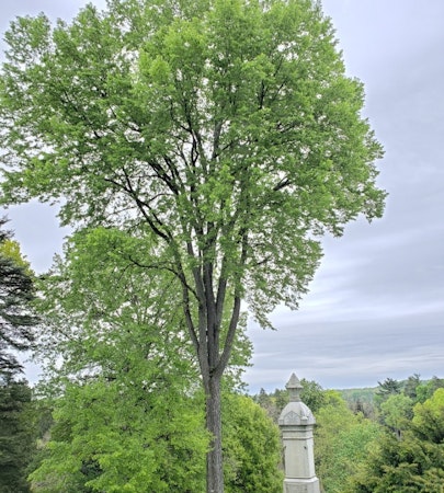 September Elm (Ulmus serotina)