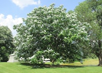 Bigleaf Magnolia