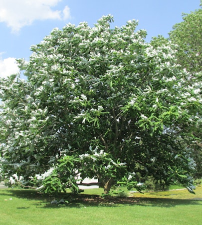 Suggested Tree Plantings