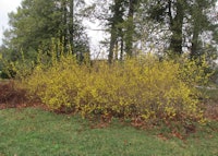 Forsythia bloom
