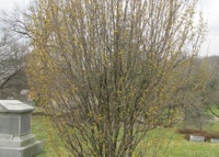 Corneliancherry Dogwood