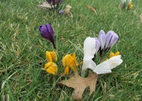 Crocus Bloom