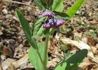 Virginia Bluebell Flower Bud