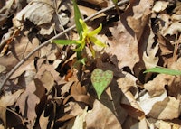 Trout Lily Bloom