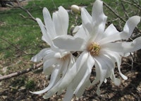 Star Magnolia Bloom