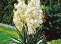 Adam’s-needle Yucca