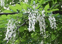 American Yellowwood 