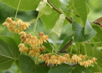 Basswood, American Linden