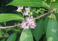 Beautyberry