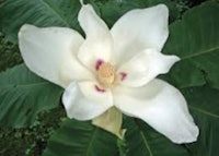 Bigleaf Magnolia