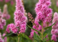Billiard Spirea