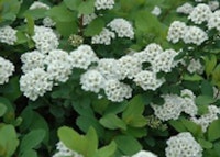 Birchleaf Spirea