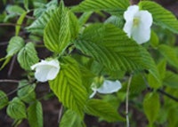 Black Jetbead (INVASIVE)