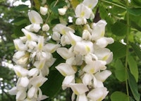 Black Locust 