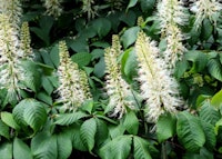 Bottlebrush Buckeye