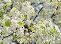 Bradford Pear (HIGHLY INVASIVE)