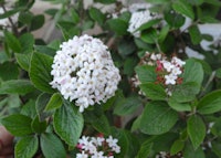 Burkwood Viburnum