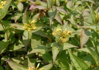 Bush Honeysuckle