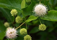 Buttonbush