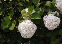 Carlcephalum Viburnum