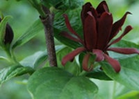 Carolina Allspice