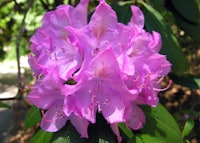 Catawba Rhododendron