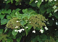 Climbing Hydrangea