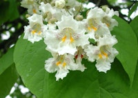 Common Catalpa