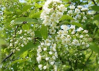 Common Chokecherry 