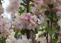 Flowering Crabapple